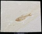 Diplomystus Fossil Fish - Wyoming #22345-1